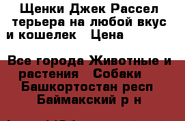 Щенки Джек Рассел терьера на любой вкус и кошелек › Цена ­ 13 000 - Все города Животные и растения » Собаки   . Башкортостан респ.,Баймакский р-н